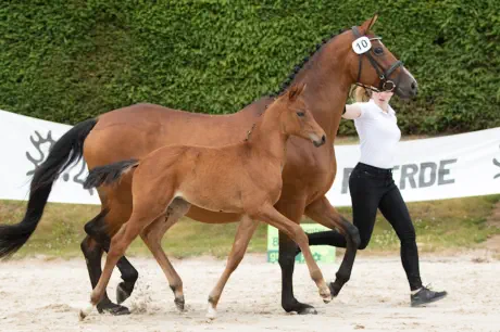 Nachtopal v. Interconti a.d. Nasowas v. Kasimir TSF