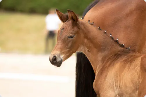 Nachtsperling v. Interconti a.d. Nachtschwalbe v. Tambour