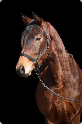 Nachtsperling v. Interconti a.d. Nachtschwalbe v. Tambour