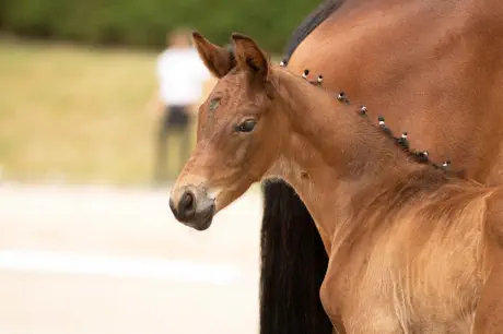 Nachtsperling v. Interconti a.d. Nachtschwalbe v. Tambour