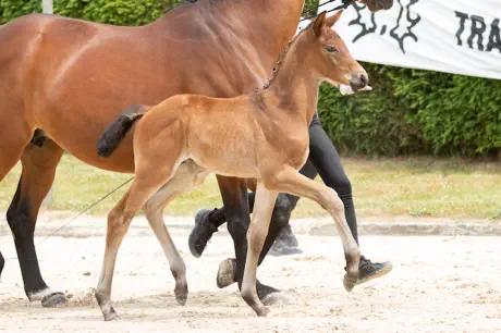 Nachtsperling v. Interconti a.d. Nachtschwalbe v. Tambour