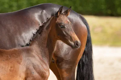 Zauberflori v. Kasimir TSF a.d. Zauberlied v. Tambour