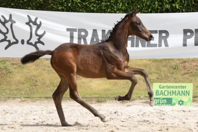 Zauberflori v. Kasimir TSF a.d. Zauberlied v. Tambour