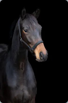 Zauberflori v. Kasimir TSF a.d. Zauberlied v. Tambour