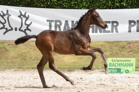 Zauberflori v. Kasimir TSF a.d. Zauberlied v. Tambour