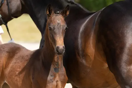 Zauberflori v. Kasimir TSF a.d. Zauberlied v. Tambour