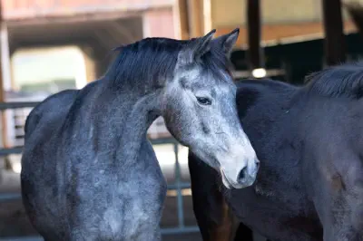 Zaubergeige v. Rheinklang a.d. Zaubermusik