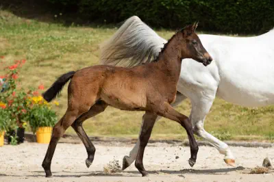 Zaubergeige v. Rheinklang a.d. Zaubermusik