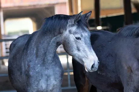 Zaubergeige v. Rheinklang a.d. Zaubermusik
