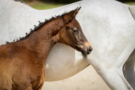 Zaubergeige v. Rheinklang a.d. Zaubermusik