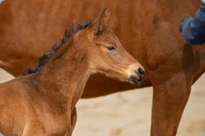 Nachtidol v. Interconti a.d. Nachteule v. Niagara