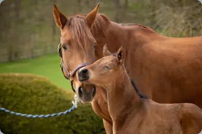 Nachtidol v. Interconti a.d. Nachteule v. Niagara