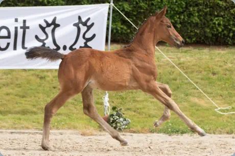 Nachtidol v. Interconti u.d. Nachteule v. Niagara