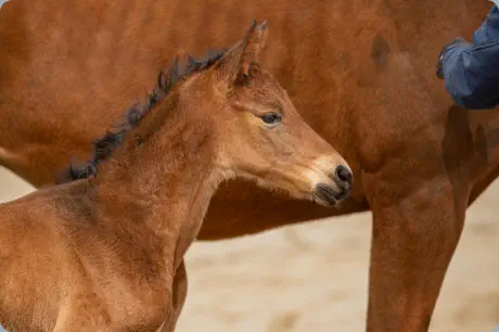 Nachtidol v. Interconti u.d. Nachteule v. Niagara