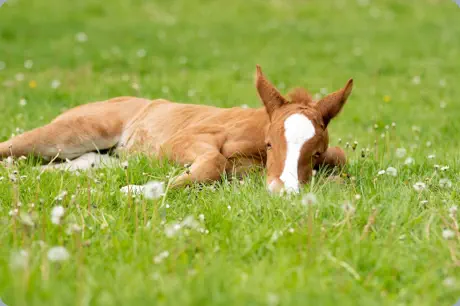 Nachtrot v. Tempelhof u.d. Nasowas v. Kasimir TSF