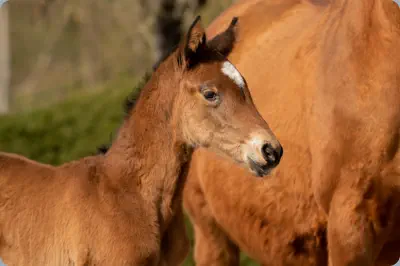 Nachtstern v. Tempelhof a.d. Nadja v. Herzruf