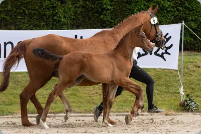 Nachtstern v. Tempelhof a.d. Nadja v. Herzruf