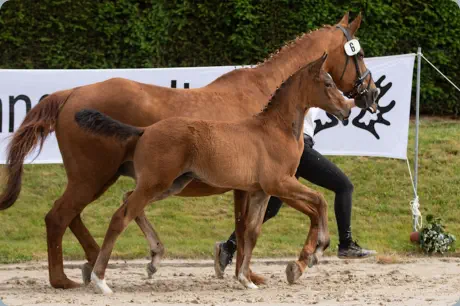 Nachtstern v. Tempelhof u.d. Nadja v. Herzruf