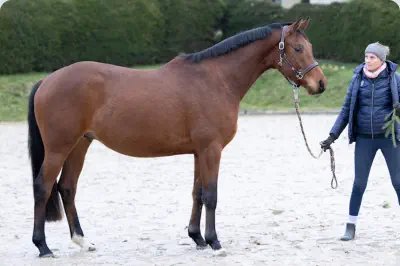 Nachtopal v. Interconti a.d. Nasowas v. Kasimir TSF