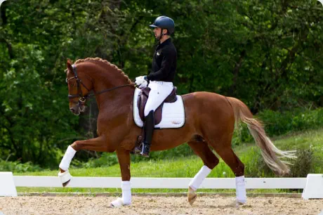 Interconti v. E.H. Consul a.d. Pr.St. Irene VI v. Mahagoni u.d. Ironie V v. Kastelan