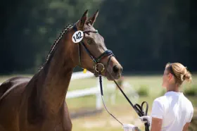 Zaubernote - Trakehner Prämienstute