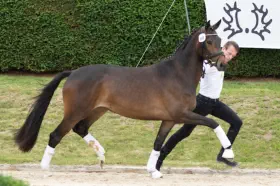 Zaubernote - Trakehner Prämienstute