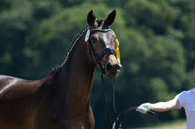 Zaubernote - Trakehner Prämienstute