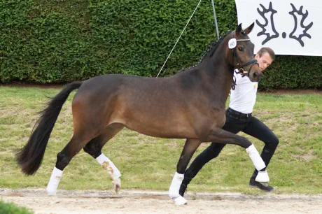 Zaubernote - Trakehner Prämienstute