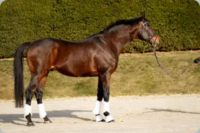 Intendant xx von Lando xx a.d. Incenza v. Local Suitor xx
