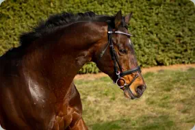 Intendant xx von Lando xx a.d. Incenza v. Local Suitor xx