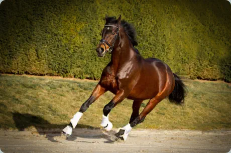 Intendant xx von Lando xx a.d. Incenza v. Local Suitor xx