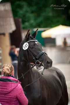 Königsgarde - Trakehner Prämienstute