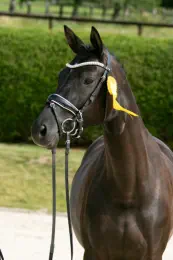 Königsgarde - Trakehner Prämienstute
